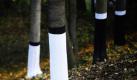 Schwarz und weiß gestrichene Bäume markieren an der Gedenkstätte Pirna-Sonnenstein in Pirna den sogenannten Aschehang, an dem die Asche der Euthanasieopfer der NS-Tötungsanstalt Pirna-Sonnenstein verstreut wurde. Mit einem Mahnmal oberhalb des Hangs wird nun, sieben Jahrzehnte später, an diese Opfer erinnert. Foto: dapd