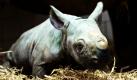 Ein noch namenloses neugeborenes Spitzmaulnashorn steht in Berlin im Zoo. Am Sonntag kam das männliche Spitzmaulnashorn zur Welt. Mutter und Kind sind wohlauf. Mit Rücksicht auf das Jungtier bleibt das Nashornhaus vorläufig geschlossen. Foto: ddp