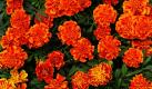 Tagetes, auch Studentenblumen genannt, werden in Ingolstadt in einem Baumarkt zum Kauf angeboten. Mit sattem Gelb und kräftigem Orange bieten sie nicht nur ein Farbspektakel im Blumenbeet, sondern vertreiben auch Fadenwürmer aus dem Boden. Die Studentenblumen sind beliebte Dauerblüher im Garten, haben aber auch einen Nachteil: sie stinken. Foto: ddp