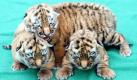 Im Mai 2008 waren im Magdeburger Zoo drei Tigerbabys nach ihrer Geburt eingeschläfert worden, weil der Vater, anders als vorher angenommen, kein reinrassiger sibirischer Tiger gewesen sein soll. Dazu hat in Magdeburg der Prozess gegen den Zoodirektor und drei seiner Mitarbeiter wegen Verstoßes gegen das Tierschutzgesetz begonnen. Foto: dpa