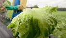 Eisbergsalat: Der Name war einmal Programm. Denn der Salat wurde früher zur Frischhaltung auf Eis lagernd transportiert. (Bild: Patrick Lux/dpa) Foto: dpa