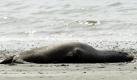 Ein gestrandeter Seelöwe liegt regungslos am Strand des Golden Garden Parks in Seattle. Das Tier liegt bereits seit Stunden am Strand, Helfer wägen noch ab, wie dem Tier am besten zu helfen ist. Foto: ap