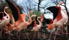 ... 5... 6... 7... - bei der Inventur im Zoo Hannover werden die Flamingos gezählt. Foto: Julian Stratenschulte Foto: dpa