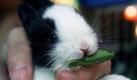 Auf einem Tiermarkt in Bangkok knabbert ein junger Hase an seinem Futter. Das beginnende Jahr des Hasen, so glauben viele Asiaten, wird den unter diesem Sternzeichen geborenen Menschen viel Glück bringen. Tierschützer warnen aber, dass die putzigen Langohren selbst weltweit bedroht seien. Foto: dapd