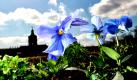 Stiefmütterchen blühen in Berlin unter sonnig blauem Himmel vor dem Schloss Charlottenburg. Bei milden Temperaturen bis zu 12 Grad scheint über der Hauptstadt die Sonne.  Foto: dpa