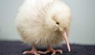 In this May 22, 2011 photo provided by the Pukaha Mount Bruce National Wildlife Centre Thursday, May 26, 2011, a rare white kiwi chick is seen three weeks after it hatched on May 1 in Wellington, New Zealand. The all-white kiwi, named 'Manukura' is believed to be the first white chick born in captivity. Kiwis are normally brown in color. The chick is the thirteenth of fourteen kiwi chicks hatched at the wildlife center this season. (AP Photo/Pukaha Mount Bruce National Wildlife Centre, Mike Heydon, Jet Productions) EDITORIAL USE ONLY

In Neuseeland ist ein weißes Kiwi-Küken geschlüpft, was äußerst selten vorkommt. Das Junge wurde in der Maori-Sprache der Ureinwohner Manukura getauft - auf Deutsch etwa: von der Statur eines Häuptlings.

Das berichtete das staatliche Brutprogramm am Pukaha Mount Bruce-Zentrum rund 130 Kilometer nördlich der Hauptstadt Wellington am Dienstag. Die Ornithologen feiern mit diesem Küken die bislang erfolgreichste Brutsaison. Sie versuchen seit 2003, das Überleben der vom Aussterben bedrohten Kiwi-Arten zu sichern. Dafür bringen sie Kiwi-Eier aus der Wildnis in das Zentrum, brüten sie aus und päppeln die Küken auf, bis sie stark genug sind, um sich in freier Wildbahn vor Angreifern zu schützen.

Manukura ist am 1. Mai geschlüpft. Der Vogel sei kein Albino, betonte das Zentrum. Weiße Vögel kämen in der Natur vor, seien aber äußerst selten. «So weit wir wissen, ist es das erste weiße Küken, das in Gefangenschaft geschlüpft ist», sagte Bob Francis, Vorsitzender des Aufsichtsrats des Brutzentrums.

Insgesamt schlüpften in dieser Saison in dem Zentrum 14 Küken. In den fünf Jahren davor waren es insgesamt nur zehn. Die Kiwis werden wieder ausgesetzt, wenn sie etwa ein Kilogramm Körpergewicht erreicht haben. Das dauert in der Regel vier bis sechs Monate. Auch Manukura soll wieder in die Freiheit entlassen werden. «Ein weißer Kiwi fällt natürlich auf und ist deshalb angreifbarer», meinte Chris Lester, beim Umweltamt zuständig für das Zentrum.

Kiwis können nicht fliegen. Sie sind Nachttiere und leben in Höhlen am Boden. Die größte Art wird etwa 45 Zentimeter groß. Das Umweltamt schätzt die verbliebene Zahl auf gut 70 000. Vor Ankunft der weißen Siedler gab es in Neuseeland außer Fledermäusen keine Säugetiere. Die Kiwis hatten keine natürlichen Feinde. Heute bedrohen vor allem Hermeline und Hunde ihr Überleben. Foto: dapd