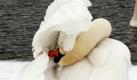Ein Schwan putzt sich in München an der Isar.  Foto: dpa