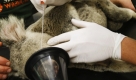 Ein Tierarzt nimmt einen Abstrich bei einem Koalabär in Sidney, Australien. Eine Studie zeigte, dass 50 bis 90 Prozent der Tiere in der Wildlife World an einem Virus erkrankt sind. Foto: ap