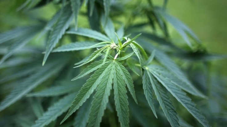 Keine gute Nachricht für Kifferinnen: Scheinbar kann Cannabis nicht nur den Mund, sondern auch die Vagina austrocknen lassen!
