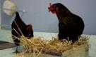 Huhn Calimera (r.) und ein weiteres Huhn sitzen in München während des Oktoberfestes in einem Hotelzimmer. Der Kuenstler Tommy Schmidt will mit dem Einzug des Huhns Calimera in das Hotel auf den Verzehr von hunderttausenden Brathendl auf dem Oktoberfest aufmerksam machen. Foto: dapd