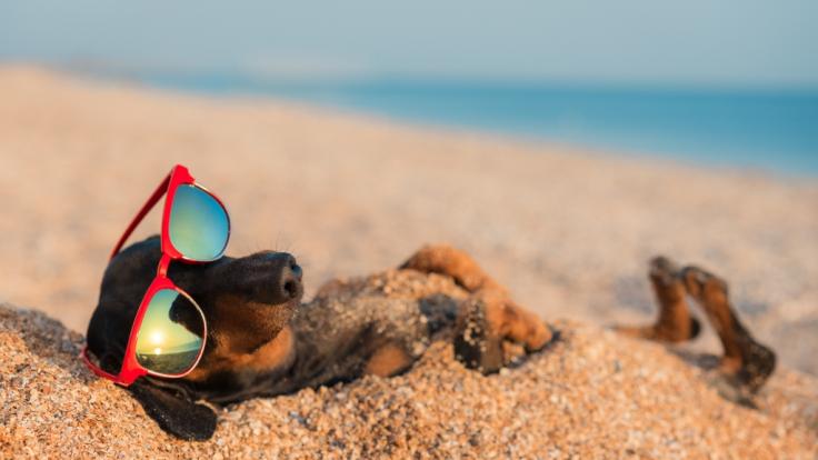 Wie heiß werden die Hundstage in Deutschland?