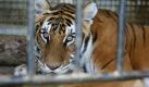 Ein Tiger des Zirkus Barelli: Das Tier war 2006 in Wendlingen geflohen, verletzte ein Pony. Nach einer Betäubungsspritze wurde er wieder in den Käfig zurückgebracht.
 Foto: dpa