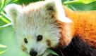 Katzenbärin Shana, deren Name nach Angaben einer Zoosprecherin übersetzt die aufgehende Morgenröte bedeutet, wurde aus Salzburg in den Zoo Hannover gebracht. Dort hat man schon eine Verwendung für das pelzige Tier: Die Bärin soll Katzenbär Manni umgarnen und seine Partnerin werden. Mannis letzte Gefährtin war im Mai diesen Jahres unerwartet an Herzversagen gestorben. Foto: ddp