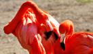 Ein Flamingo putzt im Zoo in Köln sein Gefieder. Bei Temperaturen um die sechs Grad Celsius genießen die Tiere den Sonnenschein und den blauen Himmel. Foto: ap