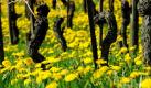 Blühender Löwenzahn ist zwischen den Rebstöcken in den Weinbergen bei Ebringen in Baden-Württemberg zu sehen. In den nächsten Tagen sollen die Temperaturen im Südwesten Deutschlands noch im zweistelligen Bereich liegen. Foto: ddp