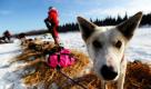 Schlittenhundrennen in Alaska (Foto)