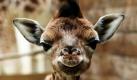 Der kleine Giraffenbulle Knopf ist in seinem Gehege im Zoo Leipzig tot aufgefunden worden. Die Todesursache wird derzeit geklärt. Fest stand allerdings von Anfang an, dass die Überlebenschancen des Bullen nicht groß waren. Nach dem Tod der Mutter musste das Tier mit der Hand aufgezogen werden - die regelmäßigen Gewichtskontrollen ergaben jedoch keine Zunahme. Foto: dpa