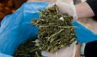 Zumindest bei Cannabis rückt dies langsam näher. Portugal und Tschechien haben die Mengen für Eigenbedarf deutlich erhöht, und auch in Deutschland werden viele Verfahren eingestellt. Dennoch bleibt Kiffen illegal - und Cannabis wird im großen Stil vernichtet. Nur als Schmerzmittel will die schwarz-gelbe Regierung Cannabis auf Rezept zulassen. Foto: dapd