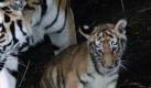 Im Zoo von Duisburg versucht Tigermutter Gisa ihr noch namenloses Tigerbaby zum Baden im Wasserbecken zu animieren, doch dem Kleinen ist die Situation nicht so ganz geheuer. Also zeigt Mutter Gisa wie es geht und hilft ein wenig mit der linke Pfote nach. Foto: dapd