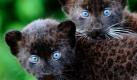 Die Panther-Jungen Ormilia (rechts) und Baturgai sind Zwillinge und wurden Anfang Juli im Tierpark in Berlin geboren. Die weiblichen Tiere mit den hübschen Augen leben in der Natur in großen Höhenlagen und im Regenwald. Foto: ap