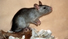 An Ratten ist der Versuch geglückt:Eine Penis-Salbe steigert ihre Erektionsfähigkeit. Foto: dpa