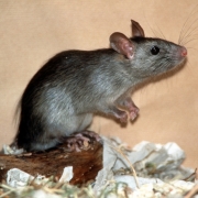 Penis-Salbe verhilft Ratten zur Erektion (Foto)