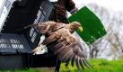 Ein fünf Jahre alter Seeadler startet in der Nähe des schleswig-holsteinischen Plön wieder in die Freiheit. Der Vogel war am 7. Oktober leblos bei einem Baggersee in der Nähe von Padenstedt aufgefunden worden. Das vermutlich mit Quecksilber in seiner Nahrung vergiftete Tier wurde dann von Spezialisten in Berlin und im Wildpark Eekholt wieder aufgepäppelt.  Foto: dpa