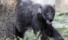 Eisbär Knut spielt in seinem Gehege im Zoo in Berlin. Eisbärin Gianna aus dem Münchener Zoo ist mittlerweile in Berlin angekommen und soll Knut demnächst Gesellschaft leisten. Foto: ap