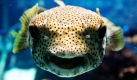 Ein 40 Zentimeter großer Igelfisch (Diodon hystrix) schwimmt im Landschaftsaquarium des Zoos in Berlin. Igelfische stammen aus der Karibik und pumpen sich bei Gefahr im Wasser auf, so dass die Stacheln am Körper sich aufrichten.
 Foto: ap