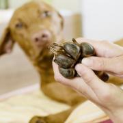 Damit das Qi wieder fließt: Akupressur für Hunde (Foto)