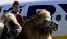 Kamel Ernie steht am Dienstag (29.03.11) in Bremen auf dem Flughafen vor einem Flugzeug der Fluglinie Ryanair. Mit dem Besuch des Wuestenschiffes auf dem Hafen fuer Luftschiffe startete Ryanair ihre Verbindung zwischen Marrakesch (Marokko) und Bremen. Zweimal woechentlich geht es nonstop vom deutschen Norden nach Nordafrika. 2,7 Millionen Passagiere nutzten 2010 den Bremer Flughafen, mit Ryanair flogen von Bremen nach Informationen des Unternehmens 1,3 Millionen Passagiere im Jahr 2010. Foto: David Hecker/dapd Foto: dapd
