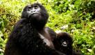 Eine Gorilla-Dame sitzt mit ihrem Jungtier im Volcanos National Park in Ruanda. Gorillas sind in Zentralafrika Wilderern ausgesetzt, die die Tiere wegen ihres Fleisches jagen. Es wird davon ausgegangen, dass bis 2030 nur zehn Prozent des heutigen Bestandes übrig bleiben wird. Foto: ap