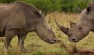 In this photo provided on Friday Feb. 10, 2012 by World Press Photo, the 1st prize Nature Stories category of the 2012 World Press Photo contest by Brent Stirton, South Africa, Reportage by Getty Images for National Geographic magazine shows 'Rhino Wars', Tugela Private Game Reserve, Colenso, Natal, South Africa, Nov. 9 2010. A female rhino, left, in Natal, South Africa, that four months earlier survived a brutal dehorning by poachers who used a chainsaw to remove her horns and a large section of bone in this area of her skull. (Foto:Brent Stirton, Reportage by Getty Images for National Geographic magazine/AP/dapd) Foto: dapd