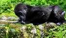 Ein Gorillababy trinkt im Allwetterzoo in Münster aus einem Bachlauf. Mitte Juli war das Wetter durchwachsen. Von heißen Temperaturen um die 30 Grad und viel Sonne, bis zu Gewittern und viel Regen. Foto: ddp