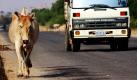 Ein Ochse läuft an einer befahrenen Straße in Kambodscha entlang. Die Halter von Rindern wurden von der Regierung gewarnt, ihre Tiere anzuleinen, weil es vermehrt zu Verkehrsunfällen gekommen ist.  Foto: ap