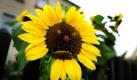 Eine Sonnenblume bei Dresden lässt die Mundwinkel hängen. Bei sommerlichen Tiefsttemperaturen um neun Grad, Höchsttemperaturen um 15 Grad und Dauerregen ist es verständlich, das die Sonnenblume ein Gesicht zieht. Am 1. September beginnt schon wieder der Herbst - zumindest meteorologisch.  Foto: dpa