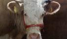 Auch 2011 hatte das Sommerloch wieder seinen Star: Kuh Yvonne. Die störrische Kuh flüchtete im August von seinem Hof, legte sich mit Polizisten an und verschmähte sogar einen Stier, mit dem man sie einfangen wollte. Sie galoppierte durch die Wälder, versteckte sich im Nebel. Kuh Yvonne zeigte uns den Wert von Freiheit. Frei von Regeln verbrachte sie mehrere Wochen zwischen Bäumen - und kam irgendwann dann doch zurück. Manchmal muss man weg sein, um wieder anzukommen. Kuh Yvonne, ein Vorbild? Foto: dapd