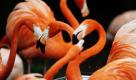 Flamingos (Phoenicopteriformes, Phoenicopteridae) stehen am Dienstag (05.04.11) in Osnabrueck im Zoo im Aussengehege. Ihnen könnte es heute noch zu kalt sein. Nur im Süden Deutschlands Frühlingswetter gibt es vorerst nur im Süden.Teilweise klettern die Temperaturen an Mittel- und Oberrhein auf 25 Grad, teilt derDeutsche Wetterdienst in Offenbach mit.
 Foto: ddp