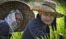 Thai farmers gather rice seedlings as they prepare to plant a rice crop near Mae Sariang, Thailand, Thursday, July 1, 2010. Rice has been the food stable for Thai people for centuries and plays a crucial role in the essence of their culture. The rice planting season usually begins in May but varies in each region. (AP Photo/David Longstreath)

 Foto: ap