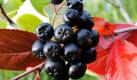 Aronia (Foto)