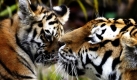 Ein kleiner Sibirischer Tiger und seine Mutter Sigena, aufgenommen in ihrem Gehege im Tiergarten in Nürnberg. Drei kleine Tiger - Rangar, Khan und Domur - erblickten am 1. August das Licht der Welt. Foto: ddp