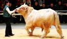 Die Auktion für Fleischrindbullen im brandenburgischen Rindervermarktungszentrum findet einmal im Jahr statt. Dabei werden Zuchtbullen der Rassen Angus, Blonde d'Aquitaine, Charolais, Fleckvieh, Hereford, Limousin und Uckermärker aufgerufen. Ausrichter der Auktionen ist die Rinderproduktion Berlin-Brandenburg (RBB). Foto: ddp