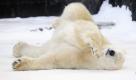 In der Eisbärenanlage des Zoos in Rostock wälzt sich die Eisbärin Vilma bei minus acht Grad Celsius im Schnee. Foto: ap
