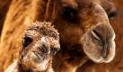 Neugierig schauen die Dromedar-Stute Arabella und das Fohlen Samira im Zoo in Berlin bei einem Fototermin in die Kamera des Fotografen. Arabella brachte das Fohlen am 23. Februar gesund zur Welt. Foto: dpa