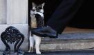 Ein Polizist hilft Kater Larry über die Türschwelle in sein neues Zuhause in der Downing Street 10 in London. Der vier Jahre alte Kater bezog nach einem Aufenthalt im Battersea Dogs and Cats Home heute seines neues Domizil, das Haus des britischen Premierministers David Cameron. Foto: dapd