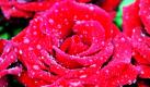 Eine Rose mit Wassertropfen ist in Mühlenbach in einem kilometerlangen Blumenteppich zu sehen. Der Blumenteppich ist Bestandteil der Fronleichnamsprozession, die durch den ganzen Ort führt. Für den Teppich wurden von ehrenamtlichen Helfern mehr als eine Millionen Blüten verwendet. Foto: dpa