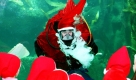 Ein tauchender Nikolaus erfreut die Kinder im großen Becken des Multimar-Wattforums im schleswig-holsteinischen Tönning. Der Taucher nutzte die Gelegenheit, die Fische in dem Aquarium zu füttern und per Mikrofon die Fragen der Kindergartenkinder zu beantworten.

 Foto: dpa