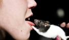 Die kleine Ratte Bastard leckt in München vor dem Rathaus auf dem Marienplatz an der Zunge ihrer Halterin. Foto: ddp