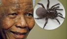 Wie ihr Namensgeber Nelson Mandela lebt sie in Südafrika: Die Spinne Stasimopus mandelai. Foto: wikipedia, dpa