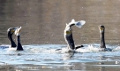 Ein Kormoran frisst einen Fisch in einem See in Stuttgart. Foto: ap